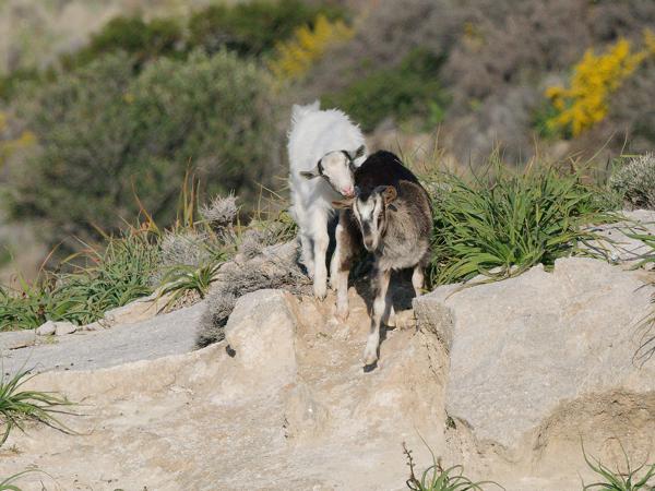 <h3><a href="/trips/kreta/biota/animalia/chordata/mammalia/artiodactyla/bovidae/capra hircus/capra hircus-nl.html">Capra&nbsp;hircus</a> / Domestic&nbsp;goat / Geit</h3>OM-1 Mark II met OLYMPUS M.150-400mm F4.5 TC, 1/2500 sec  bij F11.0, ISO 2000, afstand 94.8&nbsp;m